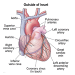 Taif University CVS module Physiology